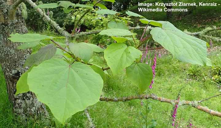 Catalpa Tree Seeds For Planting 50 Seeds To Grow Stunning Flowers ...