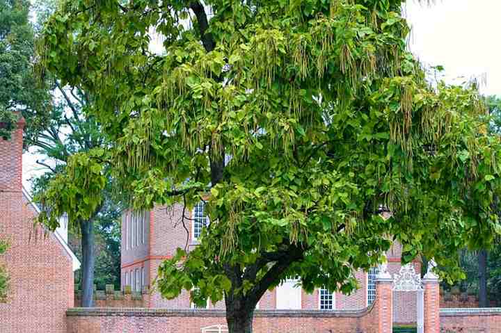 Catalpa tree