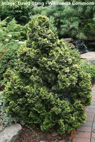 58 Low Growing Shrubs for Front of House Landscaping (With Pictures)