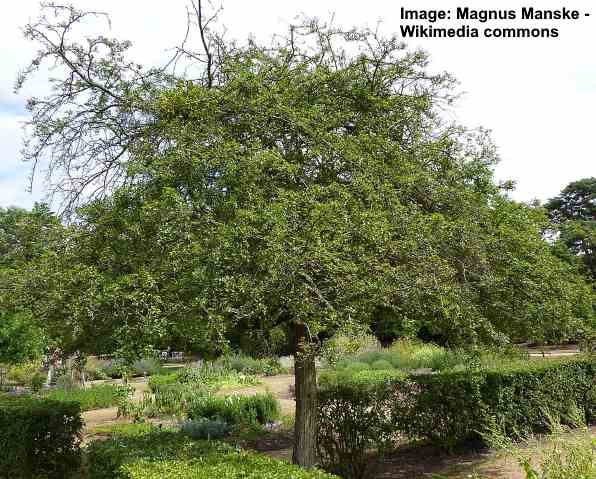 Trees By Post Hawthorn Hedging Trees x 105 Crataegus monogyna
