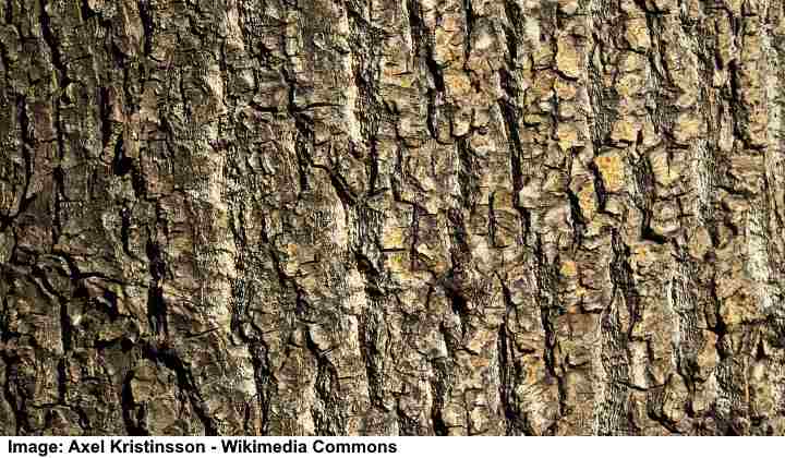 Poplar Trees Types Bark Leaves Identification With Pictures