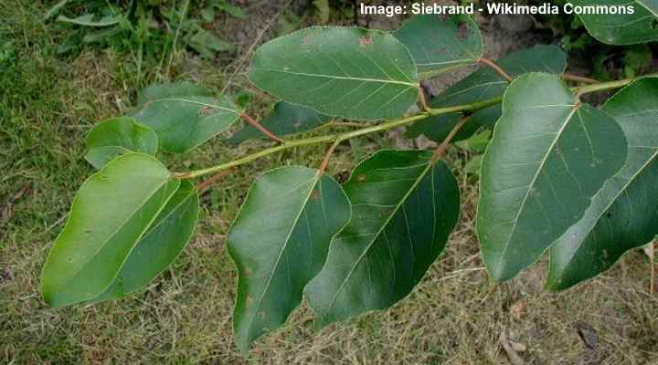 Poplar Trees Types Bark Leaves Identification With Pictures