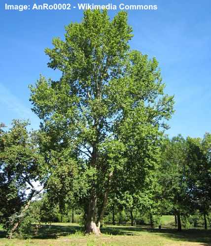 Poplar Trees Types Bark Leaves Identification With Pictures