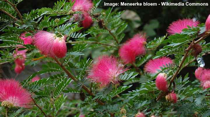 Red Powder Puff Tree (Calliandra haematocephala)