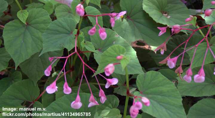 Best Perennials for Shade - Beautiful Perennial Flowers (Pictures)