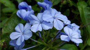 Plumbago Plant Care (Blue Plumbago and White Plumbago) - Plumbago ...