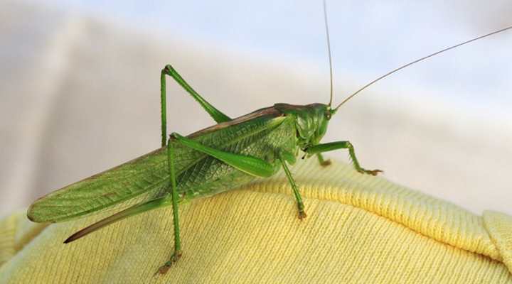 Types of Green Insects With Pictures and Names - Identification Guide