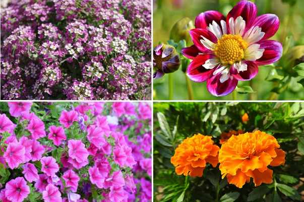 24 Low Maintenance Plants With Pictures For Easy Identification