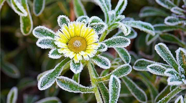 What Temp Frost Plants