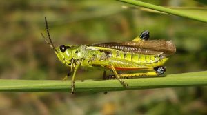 Types of Green Insects With Pictures and Names - Identification Guide