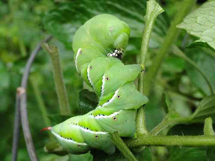 green Tomato Hornworm Caterpillar