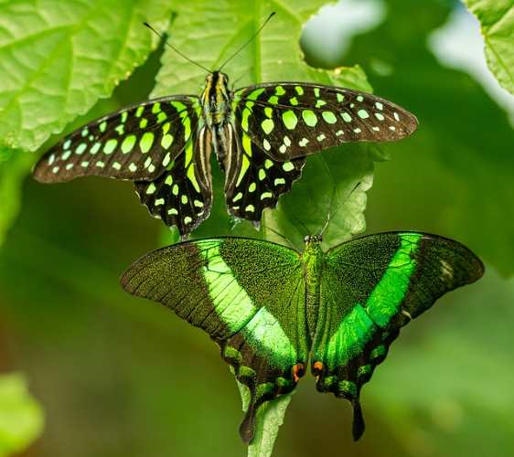 Green Butterflies