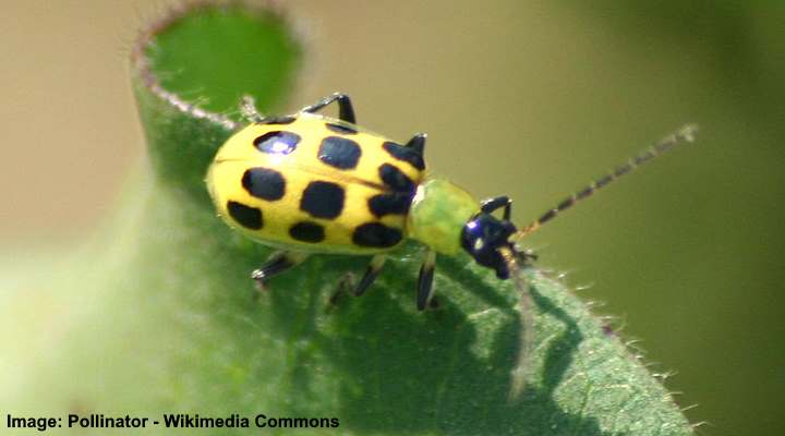 green cucumber beetle