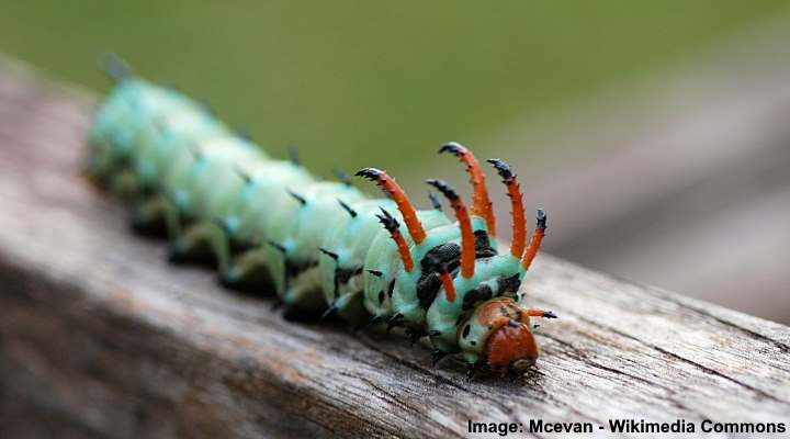 Regal Moth Caterpillar (Citheronia regalis)