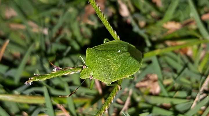 Green Stink Bug (Chinavia hilaris)