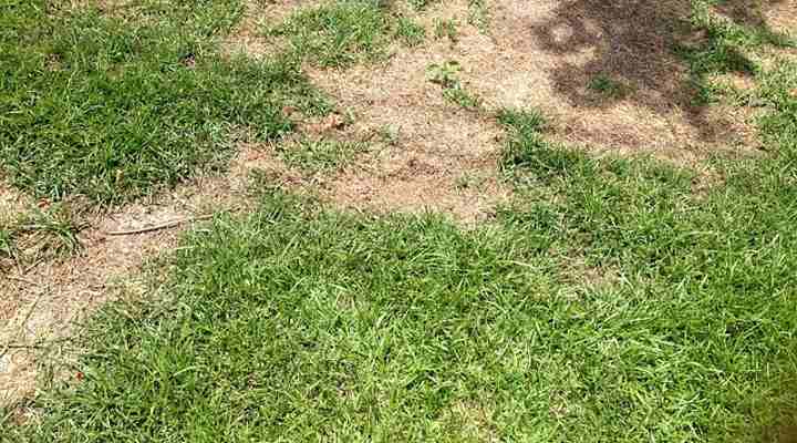 Grubs In Lawn How To Get Rid Of Grubs In The Garden With Pictures