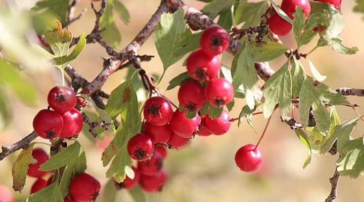 hawthorn berries