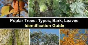 Poplar Trees: Types, Bark, Leaves - Identification (With Pictures)