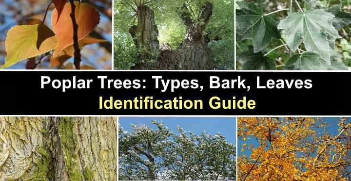 How to Identify Poplar Trees - Back Gardener