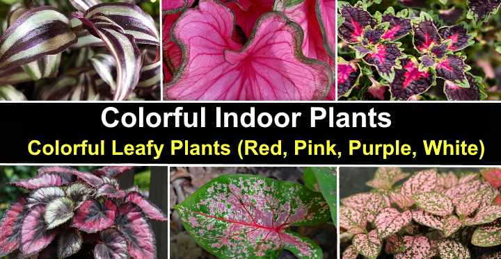 Colorful Indoor Plants Colorful Leafy Plants Red Pink Purple White
