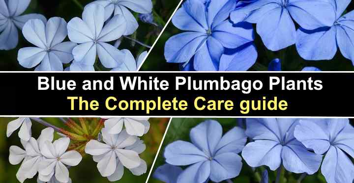 Plumbago Plant Care Blue Plumbago And White Plumbago Plumbago Auriculata