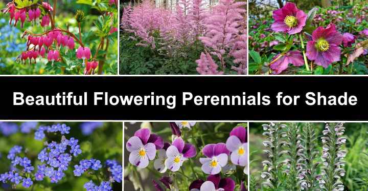 Best Perennials For Shade Beautiful Perennial Flowers Pictures