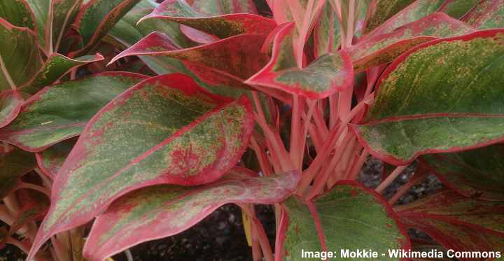 How to Trim Red Aglaonema  