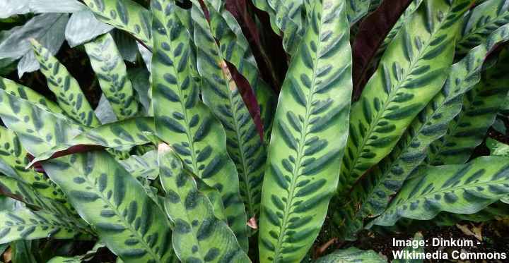 Calathea Lancifolia Care And Growing Guide For Rattlesnake Plant