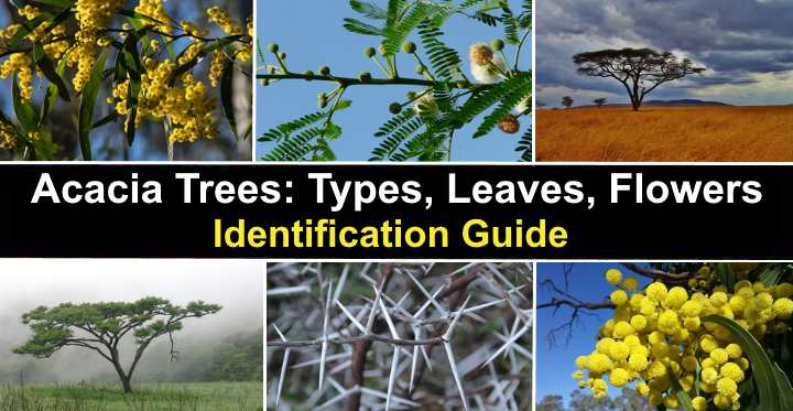 Acacia Trees Types Leaves Flowers Thorns Identification With Pictures
