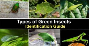 Types of Green Insects With Pictures and Names - Identification Guide