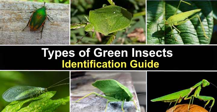 Types Of Green Insects With Pictures And Names Identification Guide