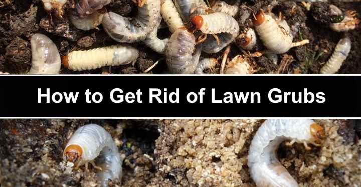 Grubs In Lawn: How to Get Rid of Grubs in the Garden (With Pictures)