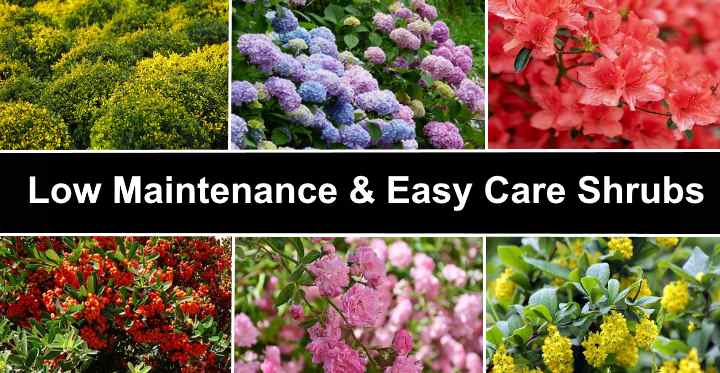 18 Low Maintenance Shrubs Easy Care, Small Colorful Bushes For Landscaping