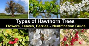 Types of Hawthorn Trees With Their Flowers and Leaves (Pictures)