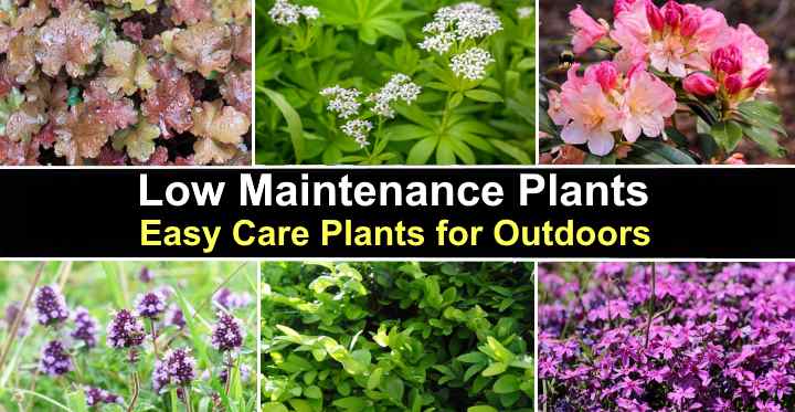 24 Low Maintenance Plants With Pictures, Outdoor Plant Shrubs