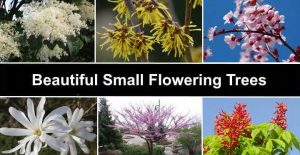 78 Small Flowering Trees (With Pictures): Identification Guide