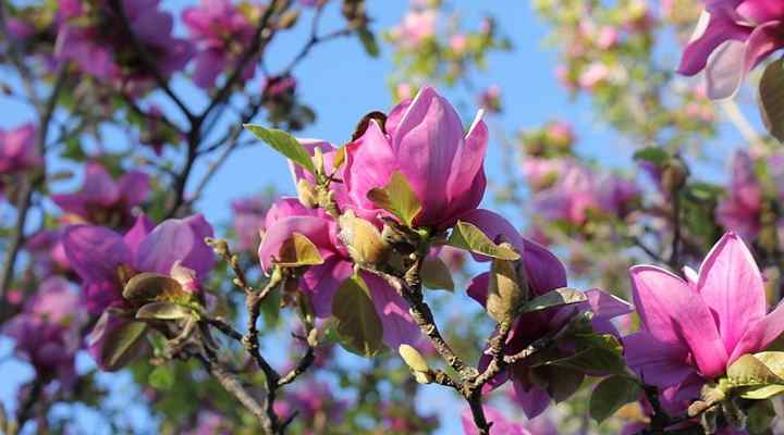 saucer magnolia