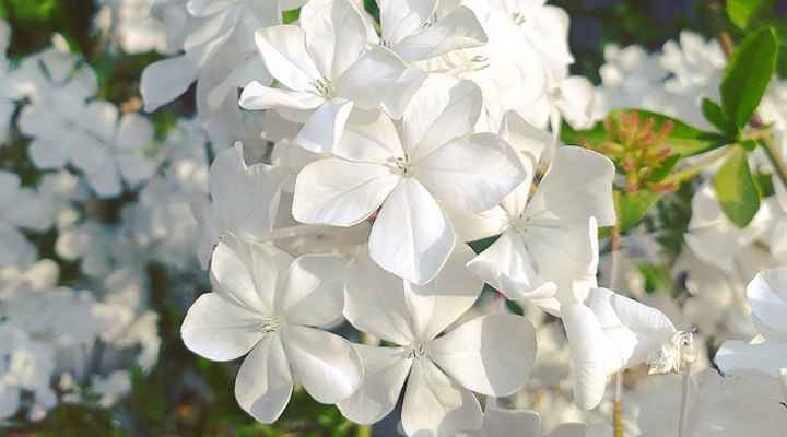 white plumbago