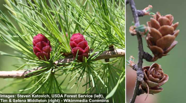 Larch Trees Types Leaves Cones Identification Guide Pictures