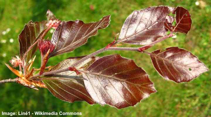 european beech tree leaves