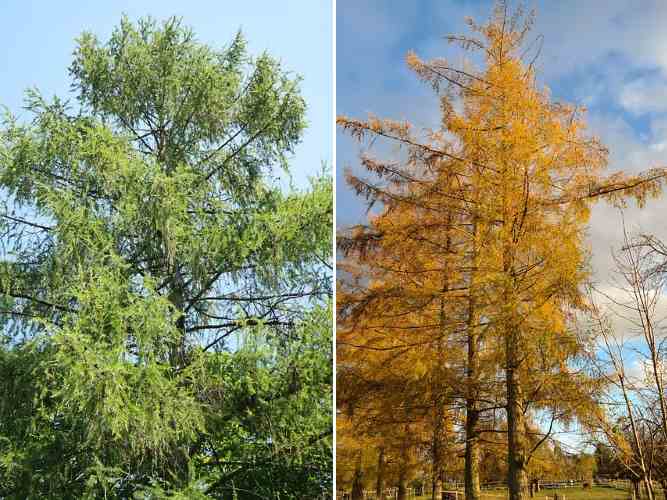 Larch Trees Types Leaves Cones Identification Guide Pictures