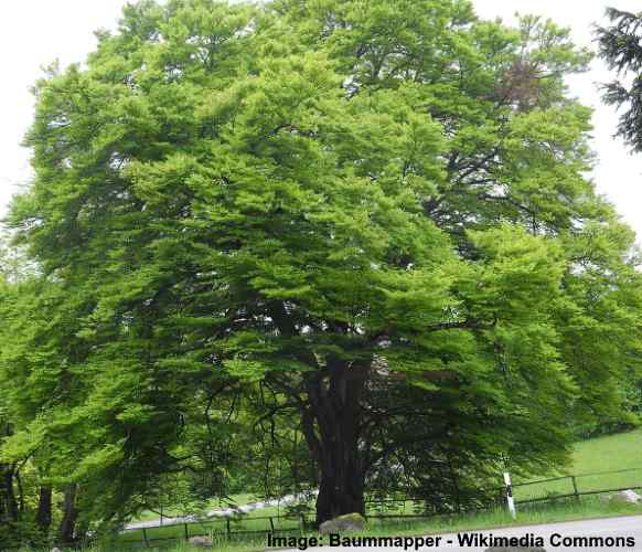 Beech Trees: Types, Leaves, Bark — Identification Guide (Pictures)