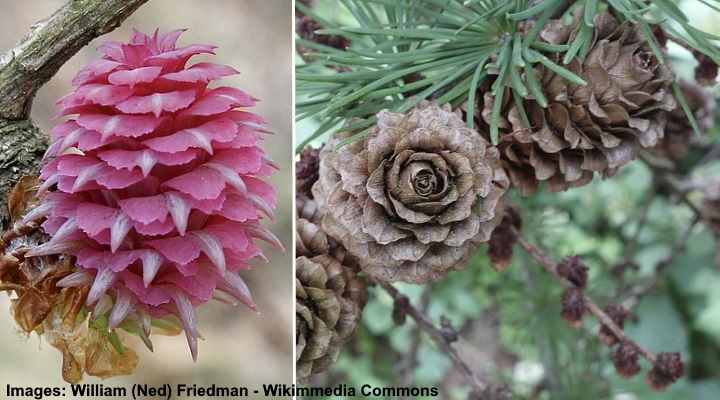 Larch Trees: Types, Leaves, Cones - Identification Guide (Pictures)