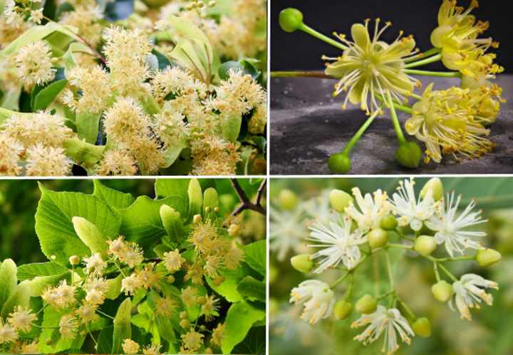 Linden Trees: Types, Leaves, Flowers, Bark - Identification (with Pictures)