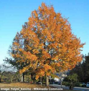 Sweetgum Trees (Gumball Tree): Types, Leaves - Identification (Pictures)