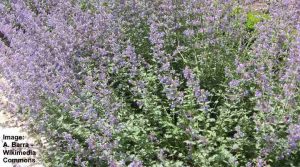 Ground Cover Plants With Purple Flowers (With Pictures) - Identification