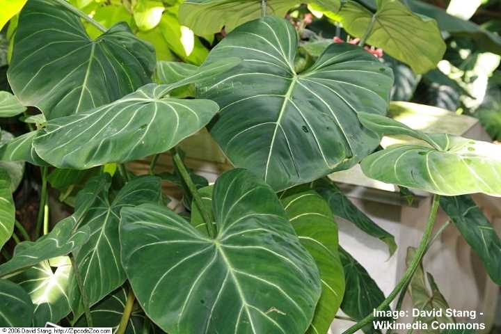 Philodendron Gloriosum care