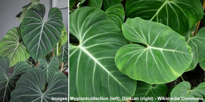 Philodendron Gloriosum