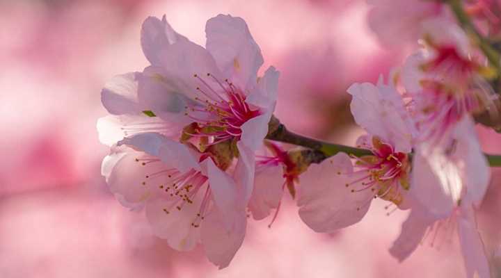 Prunus jacquemontii ‘Hiromi’