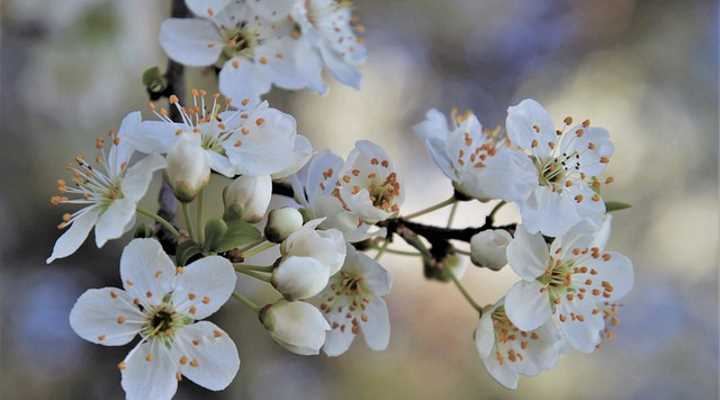 Prunus ‘Snow Showers’